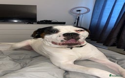 Mixed Breed dogs for sale: 9 Month old Cane corso x american bulldog - Image 1