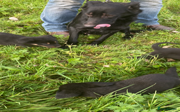 Mixed Breed dogs for sale: Puppies - Image 8