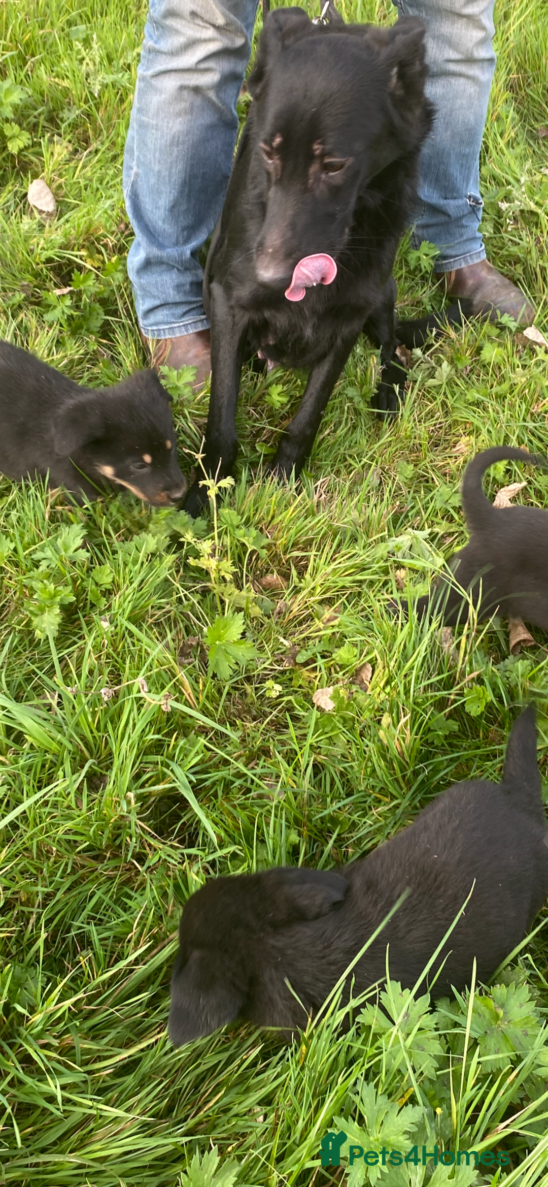 Mixed Breed dogs for sale: Puppies - Image 8