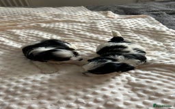 Biewer Terrier dogs for sale: Biewer terrier male puppies for sale - Image 4