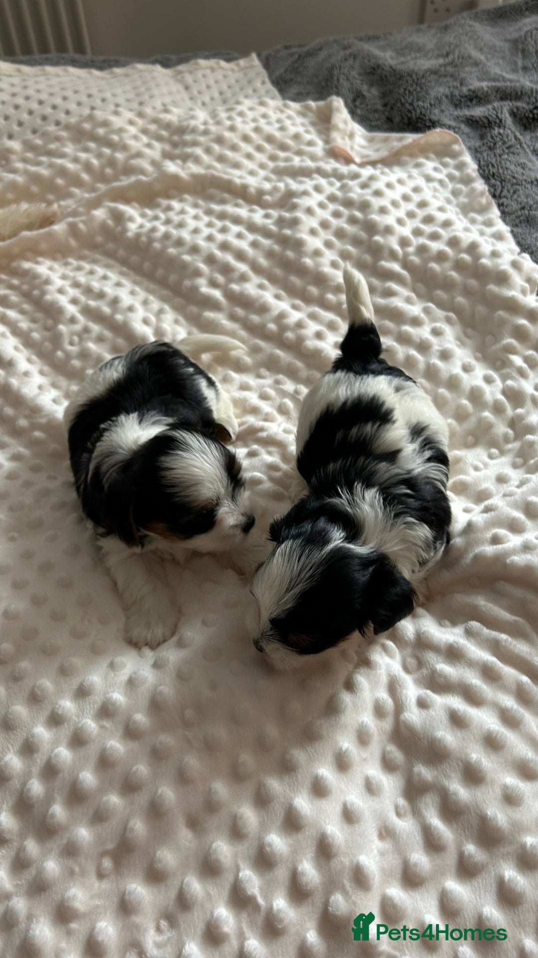 Biewer Terrier dogs for sale: Biewer terrier male puppies for sale - Image 4