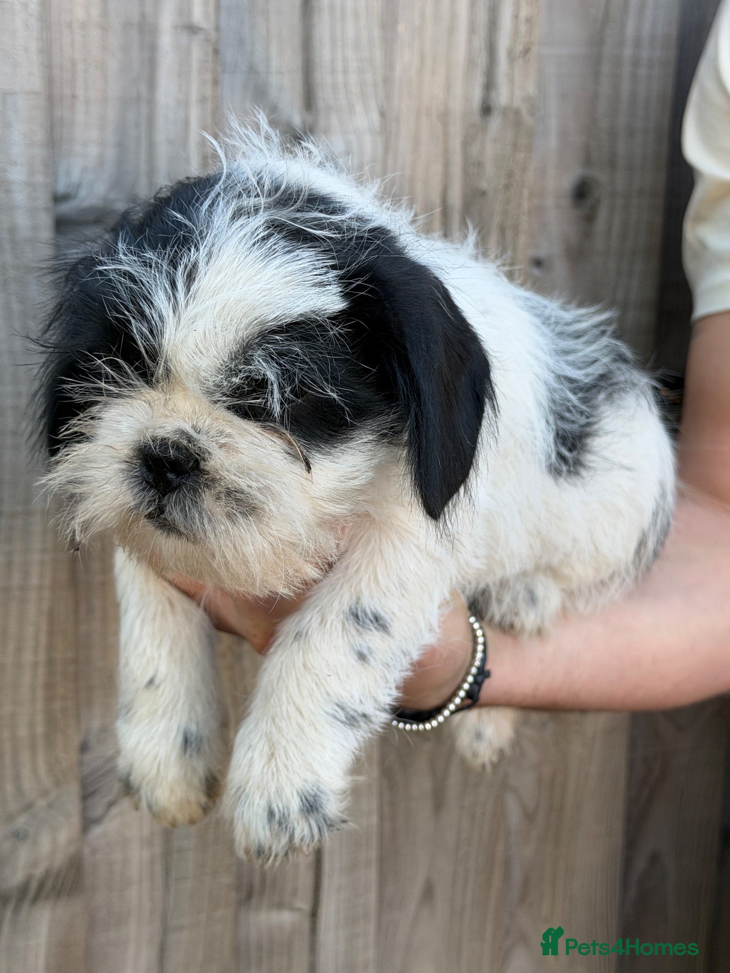 Shih Tzu dogs Shih tzu - Advert 10