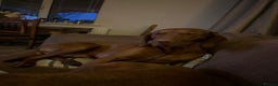 Hungarian Vizsla dogs for stud: Rare rusty gold  in Chepstow - Advert 4