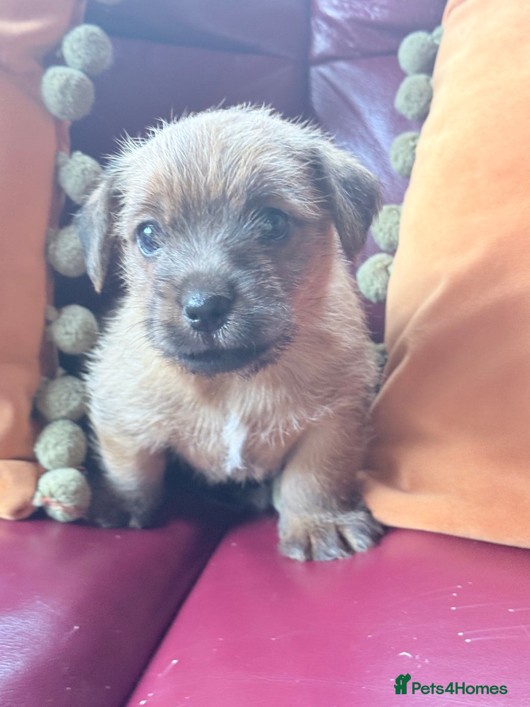 Norfolk Terrier dogs for sale: Norfolk Terriers for sale 🐶 - Image 10
