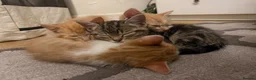 Domestic Shorthair cats for sale: 3 kittens, one ginger, two beige & white all male - Advert 3