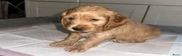 Mixed Breed dogs for sale: 6 adorable puppies  - Advert 6