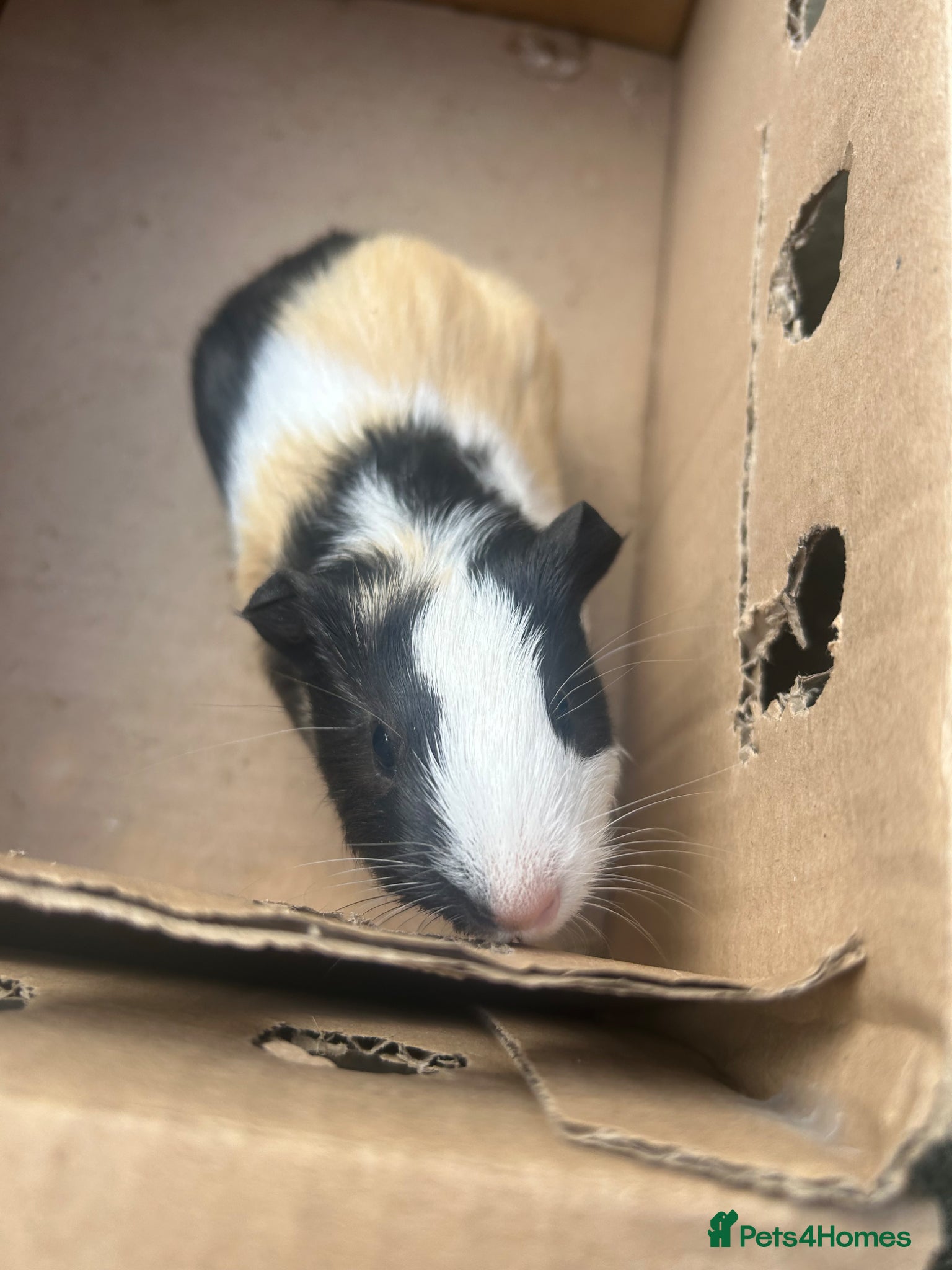 Guinea Pig rodents 7 week old guinea pigs and two male adult pigs - Advert 8