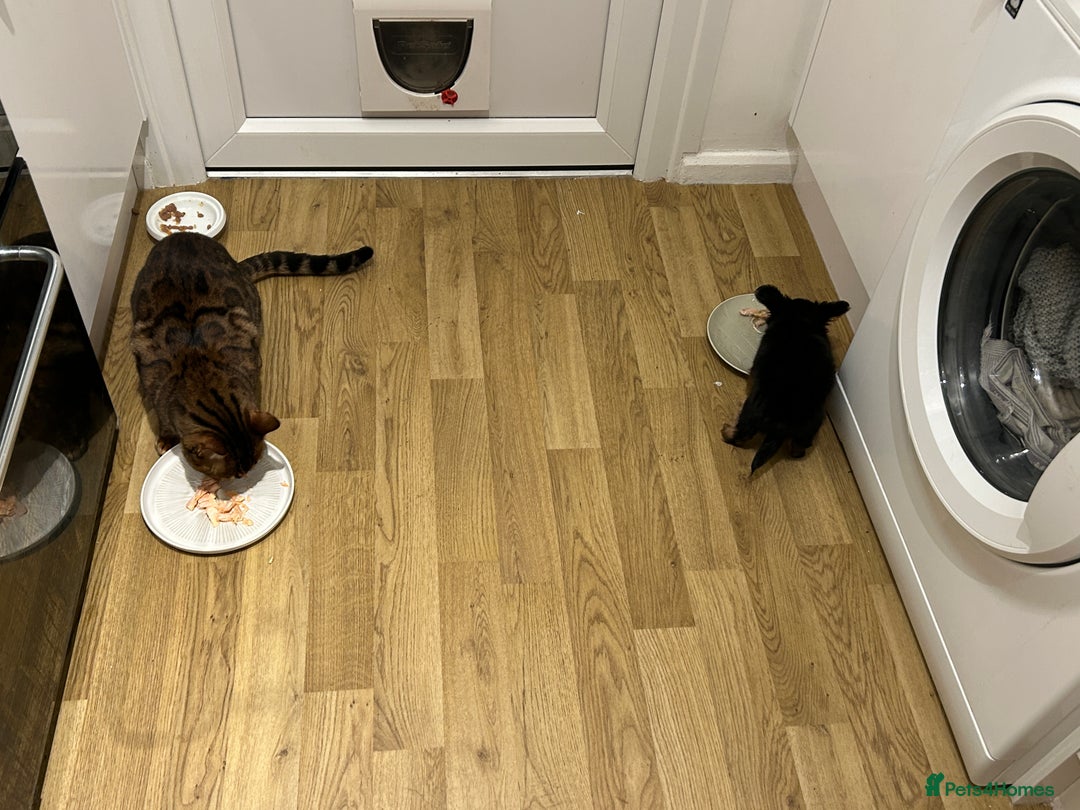 Bengal cats for sale: 5 year old male bengal cat.  - Advert 9