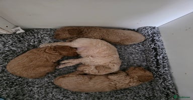 Toy Poodle dogs - Advert 14