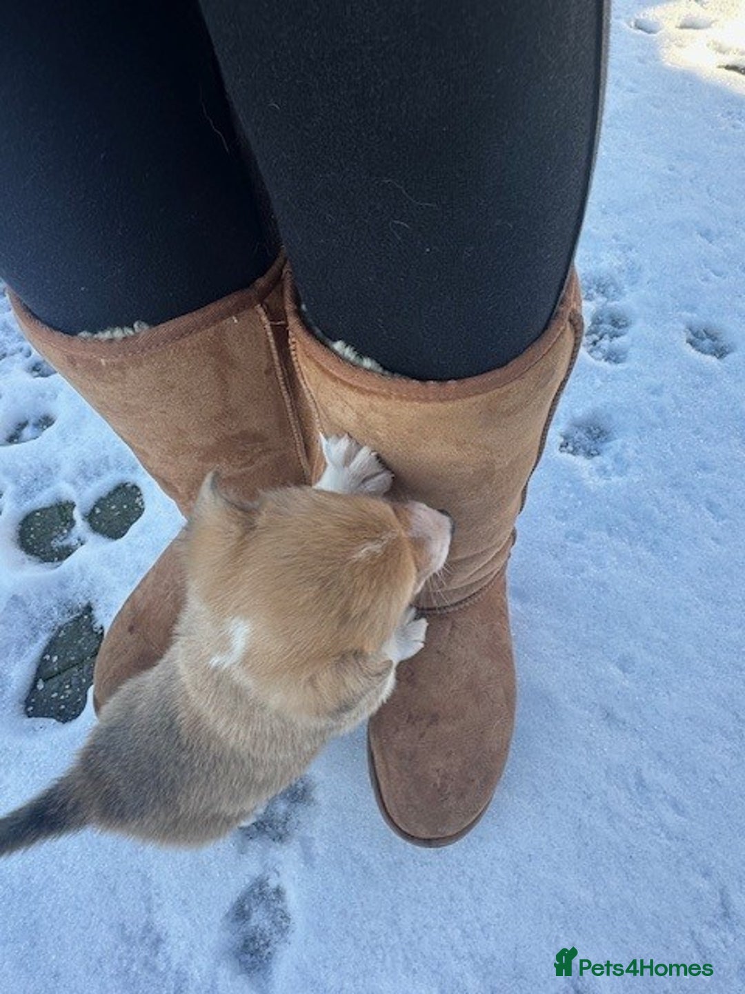 Welsh Corgi Pembroke dogs for sale: Eric the Lucky is looking for his new home 🏡 - Advert 6