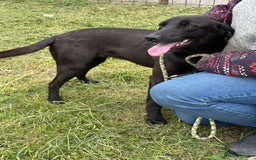 Mixed Breed dogs for adoption: LOLA -affectionate girl/ friendly/loving/happy - Image 5