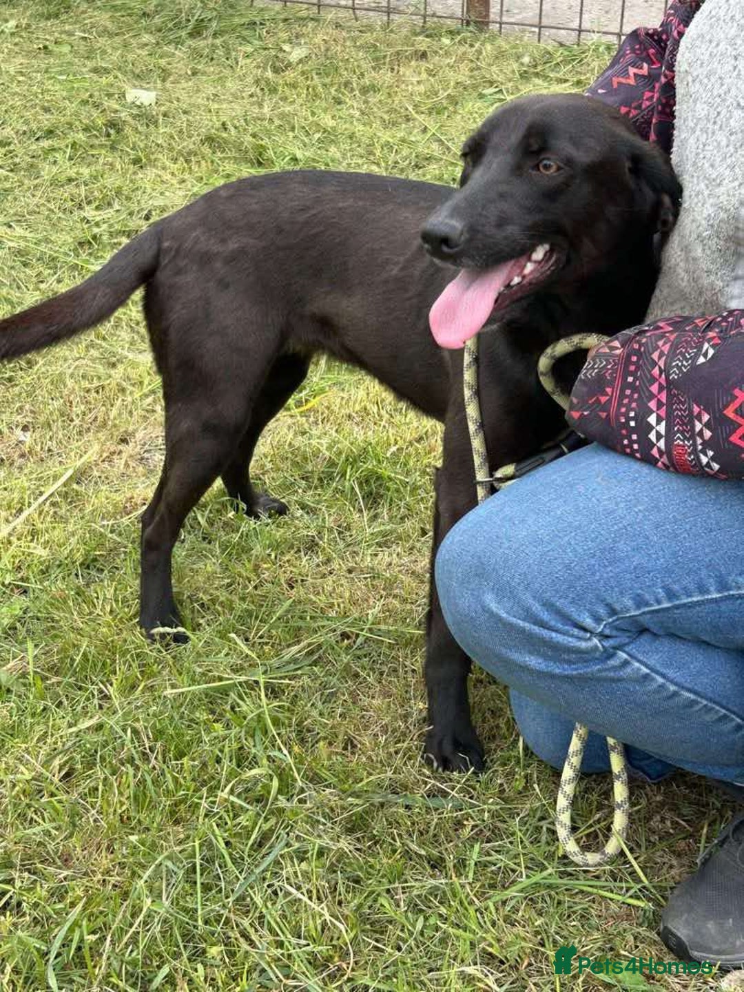 Mixed Breed dogs for adoption: LOLA -affectionate girl/ friendly/loving/happy - Image 5