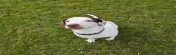 Mixed Breed dogs for sale: Staffie spaniel X old tyme english bulldog  in Crook - Advert 5