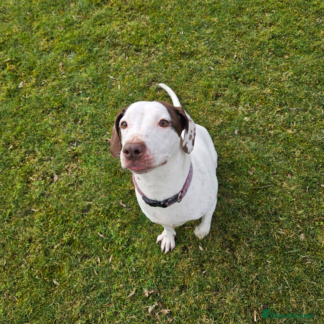 Mixed Breed dogs for sale: Staffie spaniel X old tyme english bulldog  in Crook - Advert 5