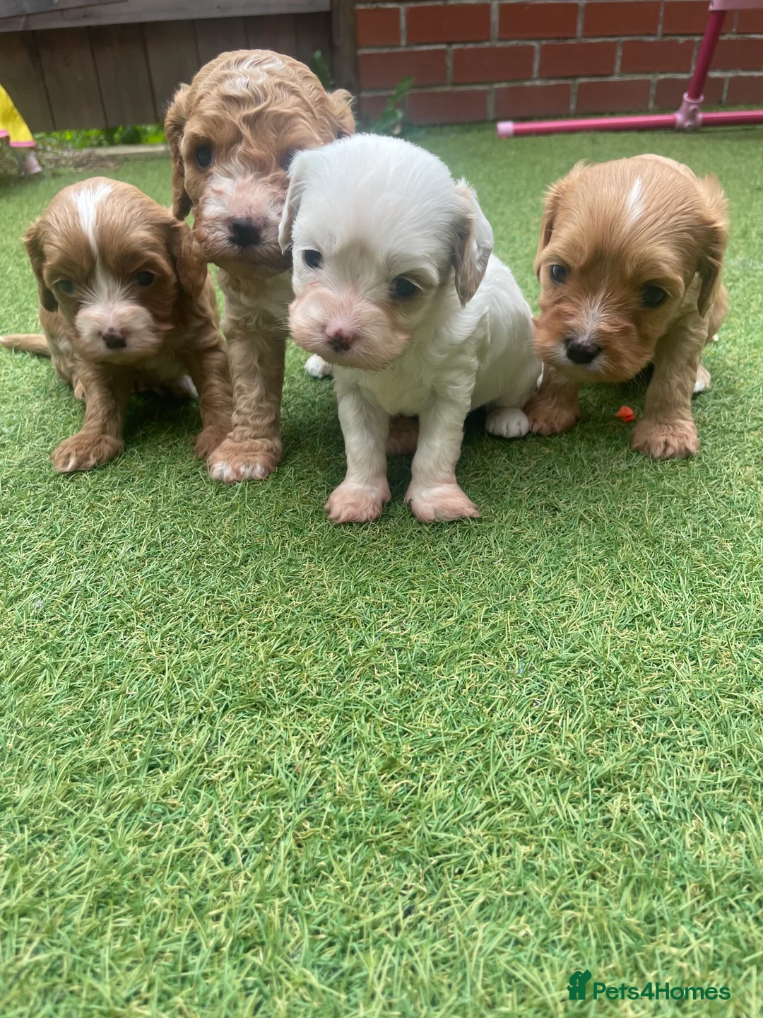 Cavapoo dogs for stud: Proven Toy Cavapoo Stud Extensively Health Checked in Preston - Advert 21