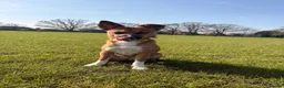 Patterjack dogs for sale: Foxy Roxy  - Advert 4