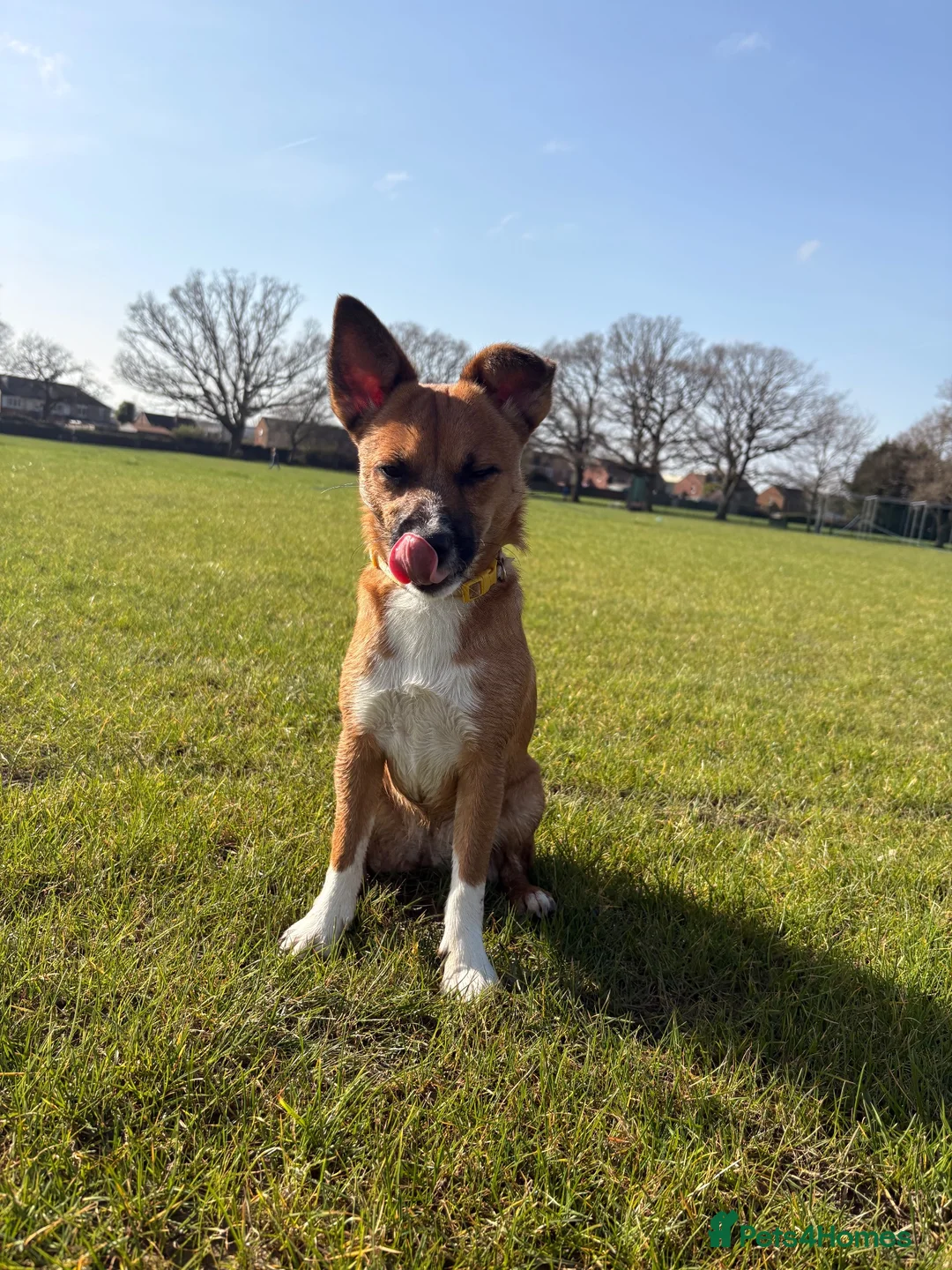 Patterjack dogs for sale: Foxy Roxy  - Advert 4