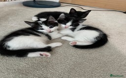 Mixed Breed cats for sale: Kittens - Image 10