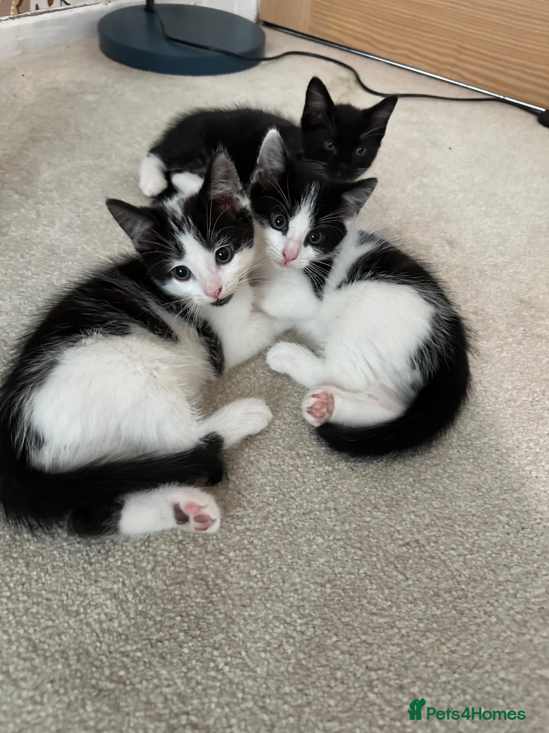 Mixed Breed cats for sale: Kittens - Image 10