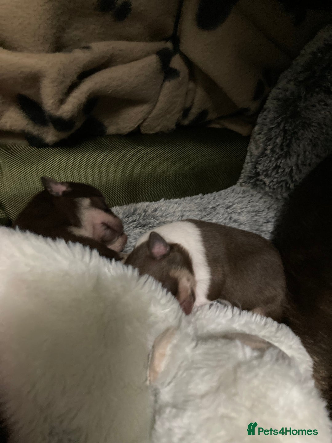 Chihuahua dogs for sale: 4 chihuahua  **  babys - Advert 6