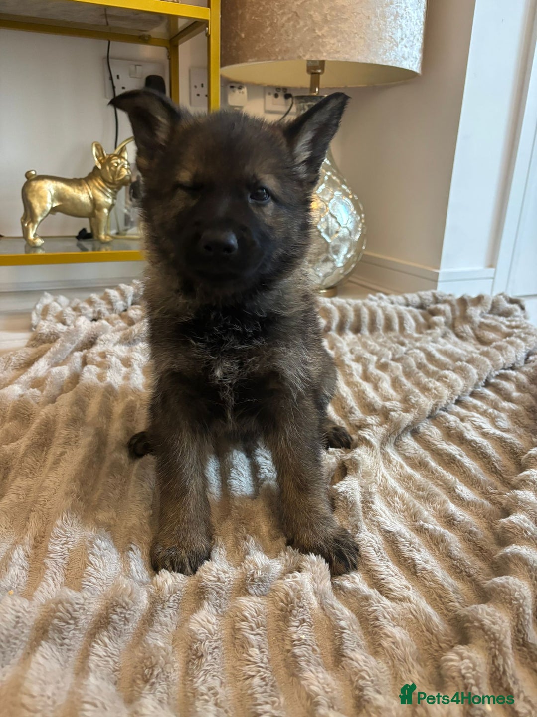 German Shepherd dogs for sale: German Shepherd Puppies – Working Line - Image 32