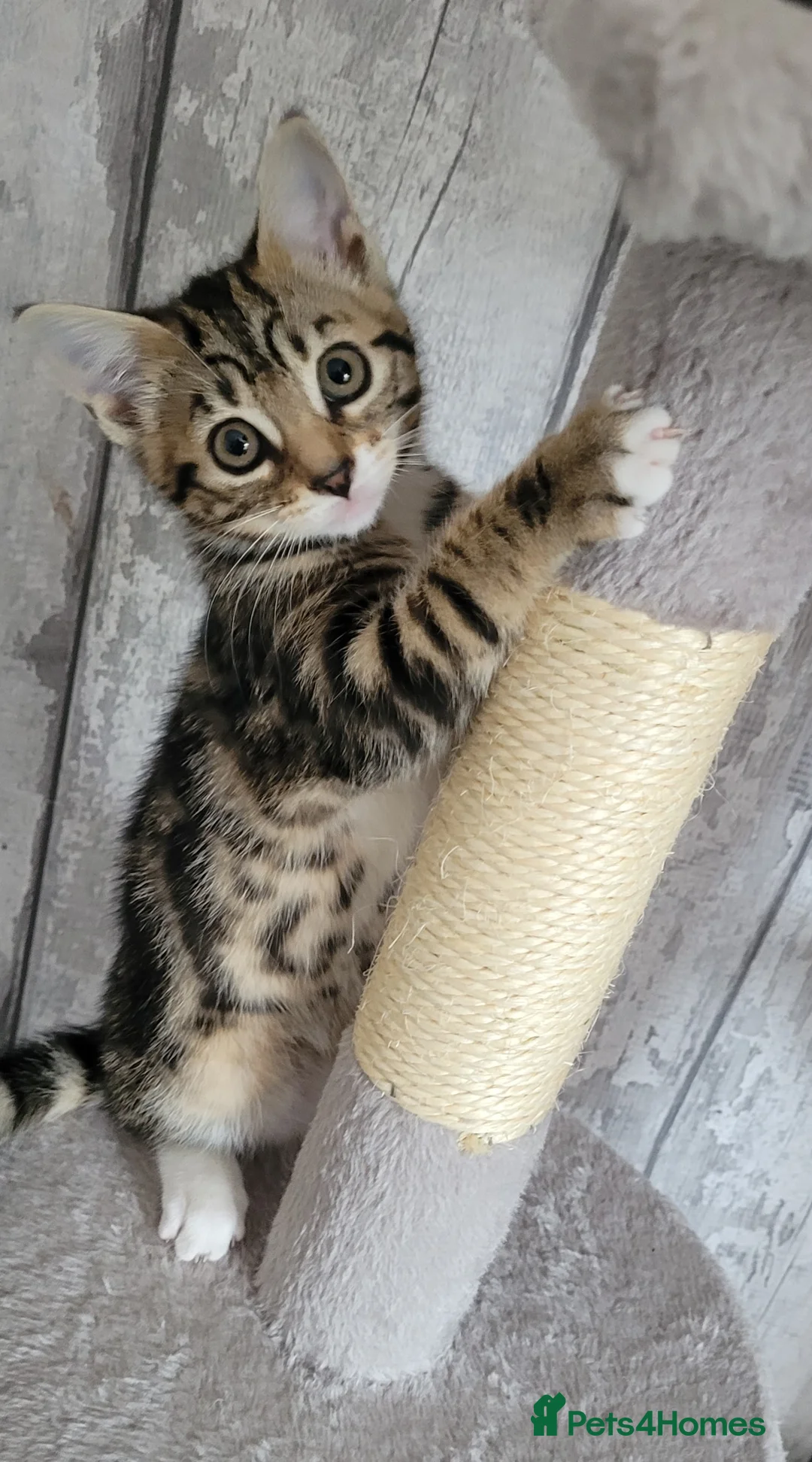 Domestic Shorthair cats for sale: 2 female adorable affectionate kittens in Seaton - Advert 16