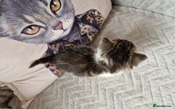 Mixed Breed cats for sale: Calico kittens. 1 girl 1 boy left - Image 6