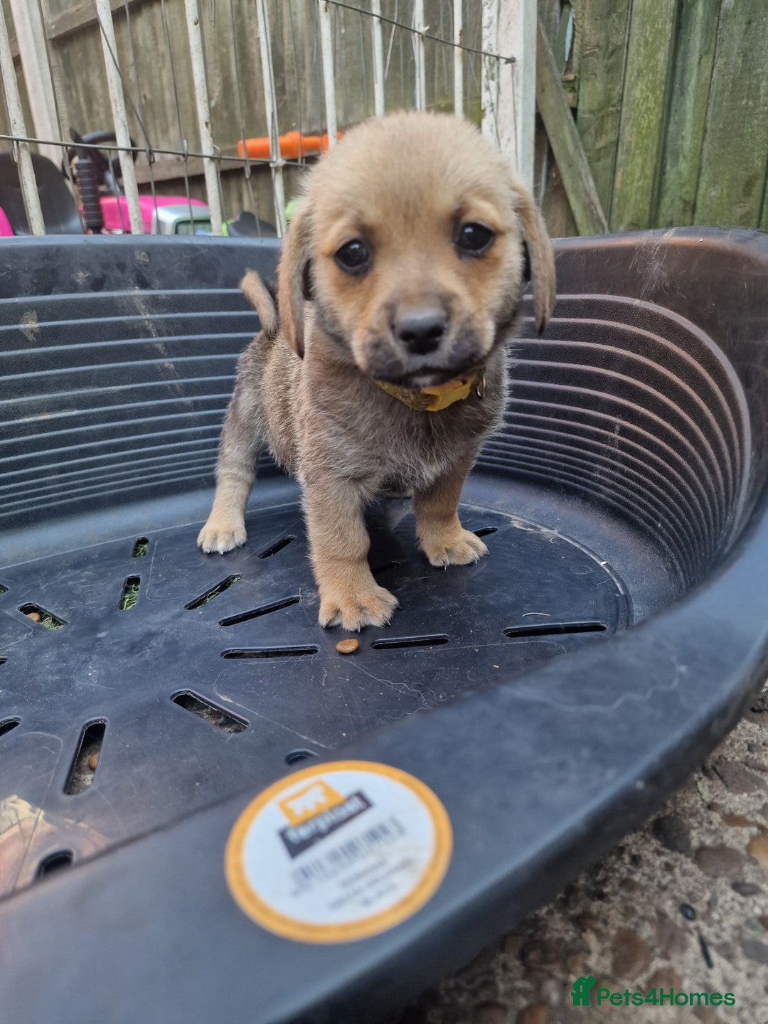 Mixed Breed dogs for sale: mixed breed 4 boys and 2 girls - Image 6