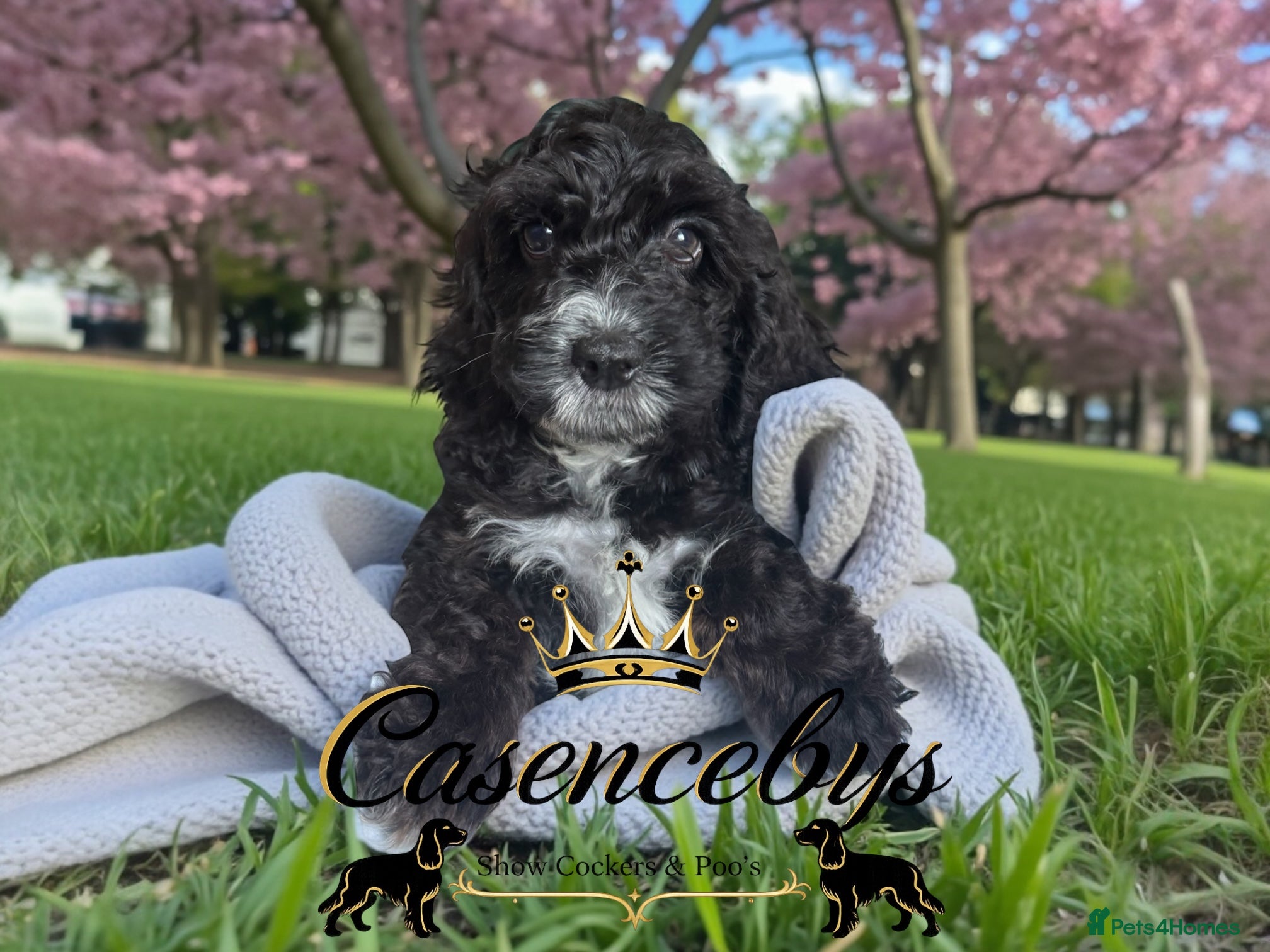 Cockapoo dogs READY NOW DNA CLEAR LAST F1 GIRL - Advert 1