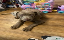 Cane Corso dogs for sale: Cane corso female  - Image 4