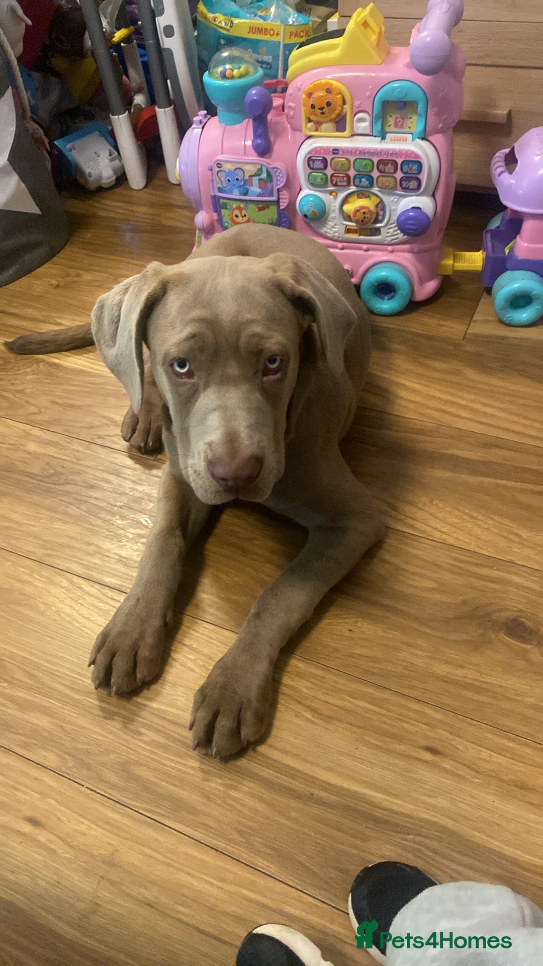 Cane Corso dogs for sale: Cane corso female  - Image 4