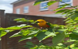 Conures birds for sale: Jenday Conure for Sale-5 Years Old - Image 1
