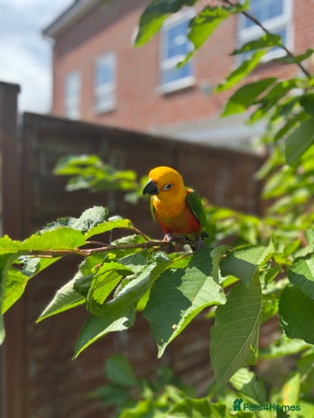 Conures birds - Advert 7