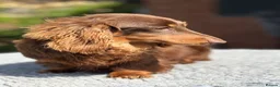 Miniature Dachshund dogs for stud: Mini long haired stud  - Advert 5