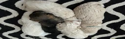 Poochon dogs for sale: Cute Cream/white with brown noses poochon puppies - Advert 31