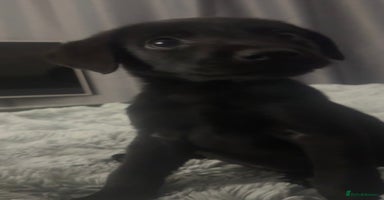 Labrador Retriever dogs - Advert 16