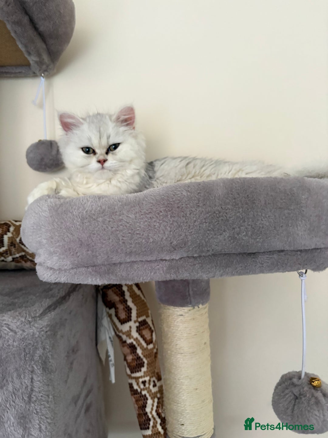 Persian cats for sale: Gorgeous Chinchilla Kittens for sale  - Advert 2