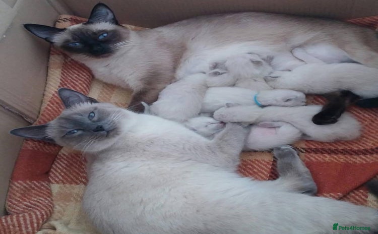 Siamese cats 🐱 BEAUTIFUL SIAMESE KITTENS - Advert 1