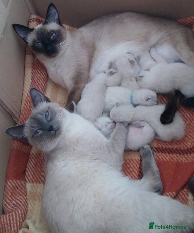 Siamese cats 🐱 BEAUTIFUL SIAMESE KITTENS - Advert 1