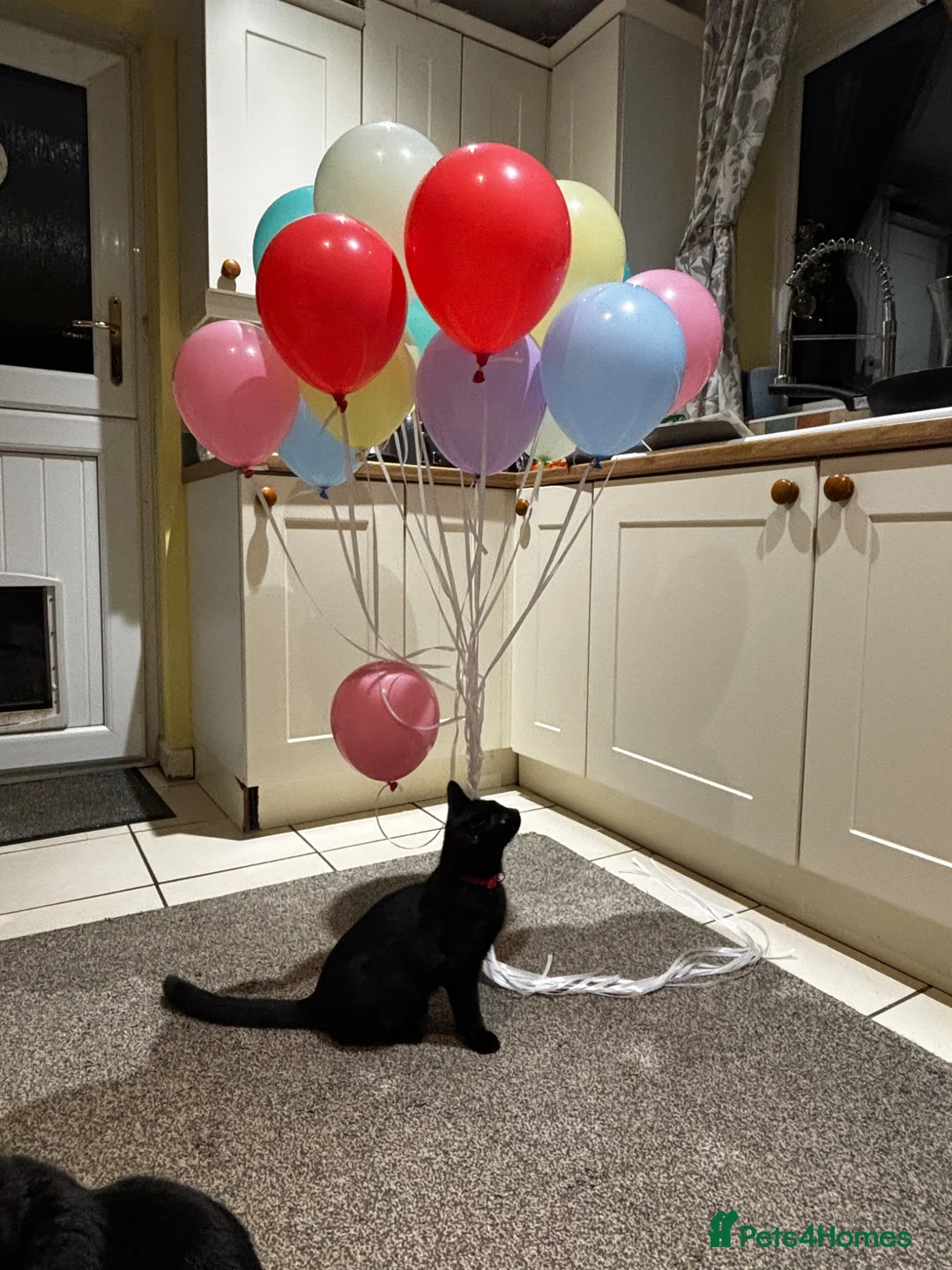 Domestic Shorthair cats for sale: Domestic short haired tabby and black kittens - Advert 1