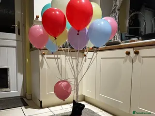 Domestic Shorthair cats Domestic short haired tabby and black kittens - Advert 3