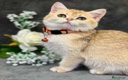 British Shorthair cats for sale: Stunning British shorthair NY 12 kittens - Image 11
