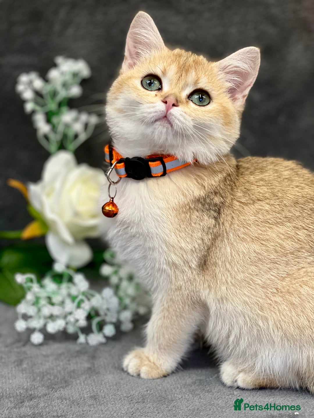British Shorthair cats for sale: Stunning British shorthair NY 12 kittens - Image 11