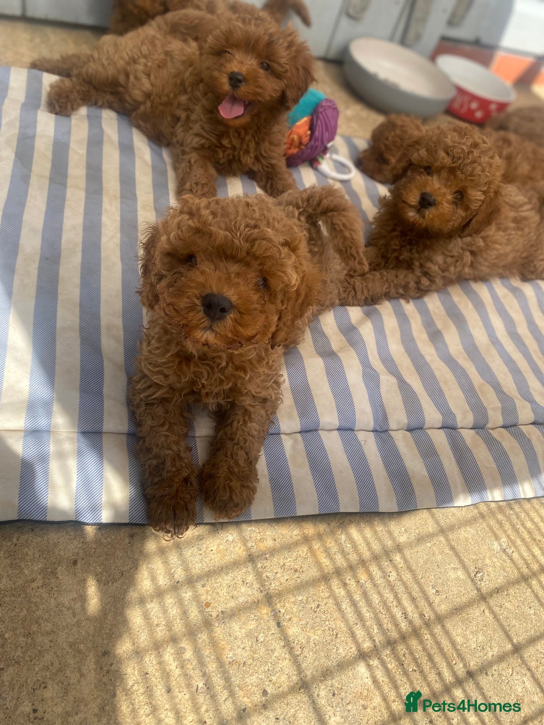 Cavapoo dogs for sale: Red cavapoo babies both parents dna health tested  in Newark - Image 28