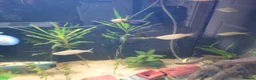 Danios fish for sale: Various tropical fish  in Wirral - Advert 3