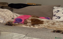 English Setter dogs for adoption: Ruby and Ellie - 2.5 years old | Female Setters - Image 9