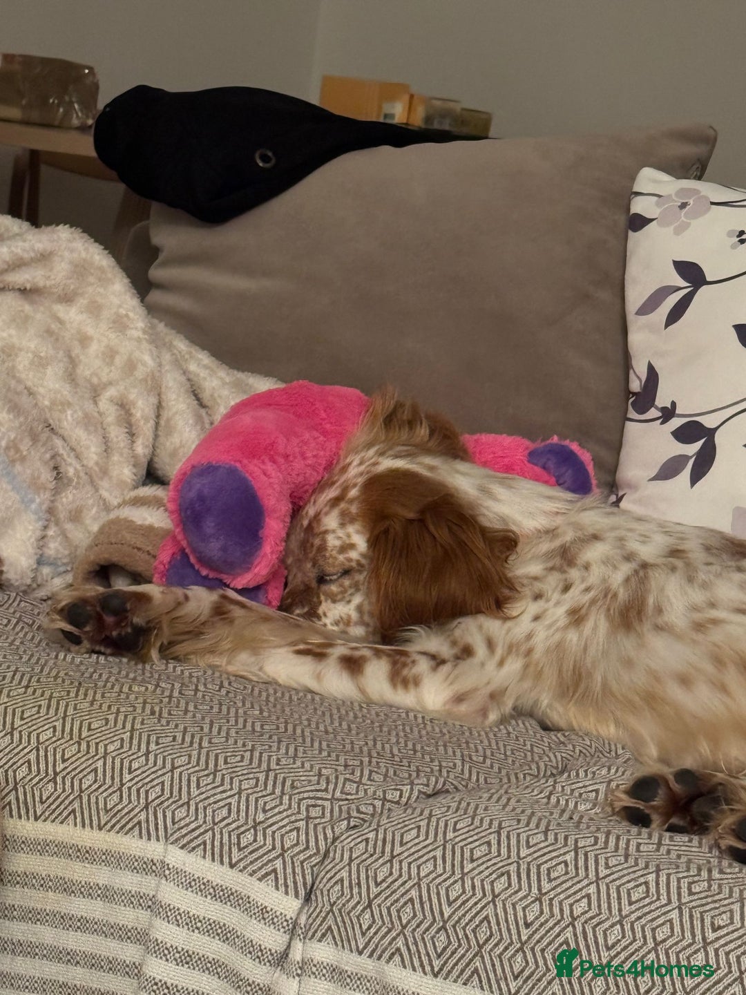 English Setter dogs for adoption: Ruby and Ellie - 2.5 years old | Female Setters - Image 9