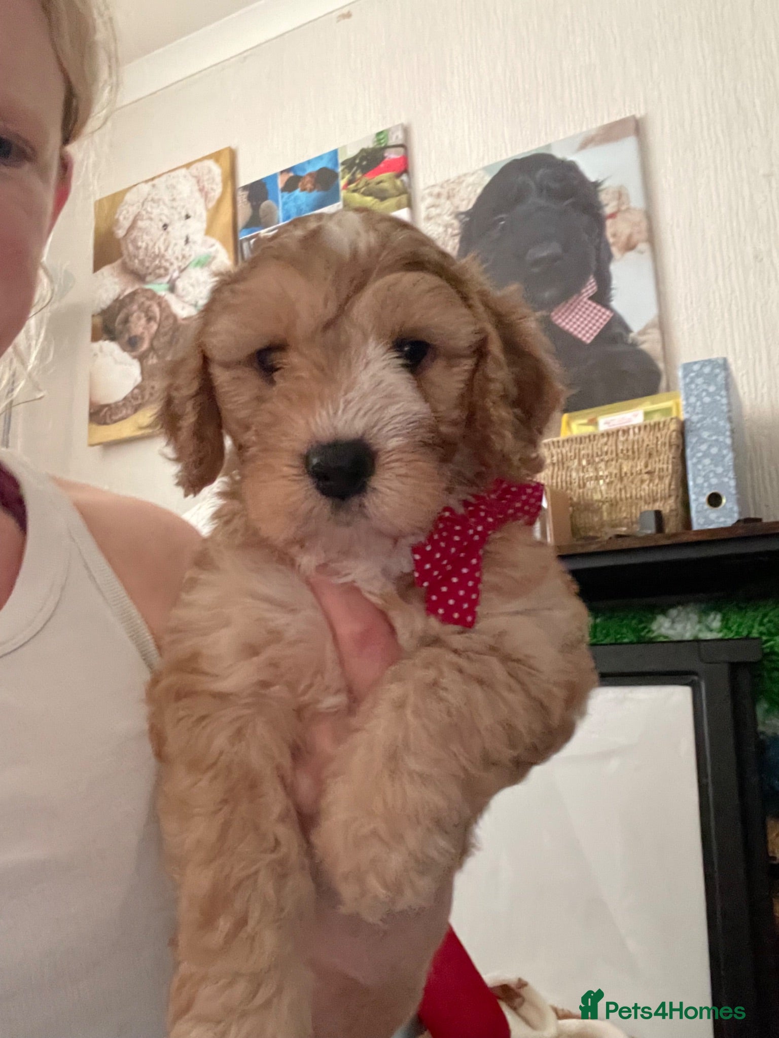 Cockapoo dogs Beautiful Cockapoo puppies - exceptional standard - Advert 1