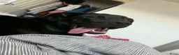 Cane Corso dogs for sale: Cane corso  in Swansea - Advert 2