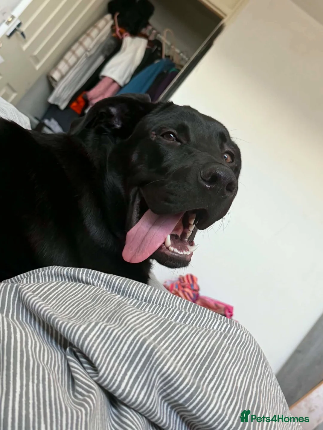 Cane Corso dogs for sale: Cane corso  in Swansea - Advert 2
